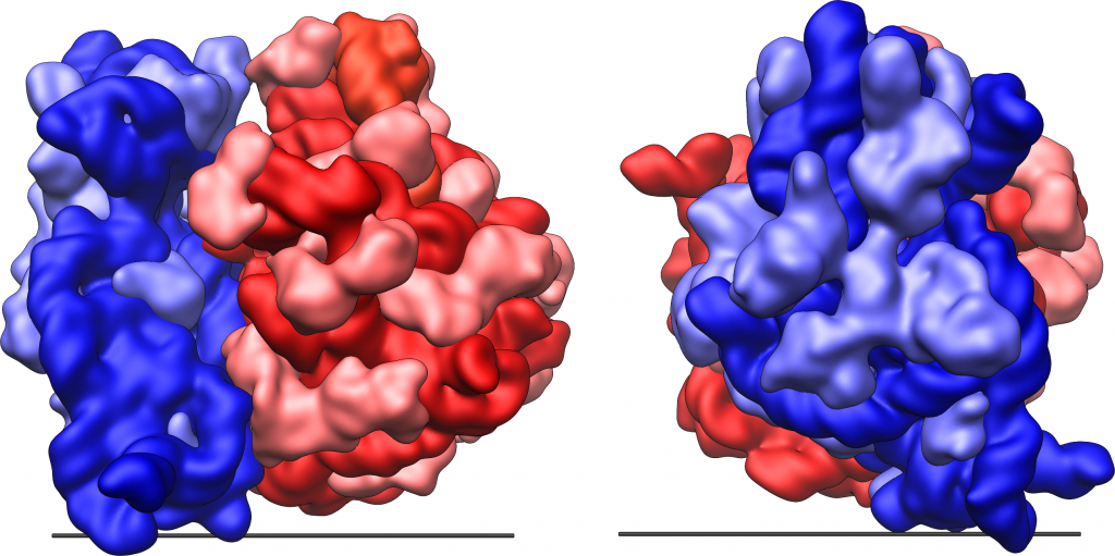 Picture of the structure and shape of the E.coli 70S ribosome.