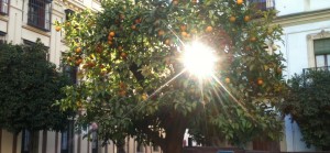 seville-oranges